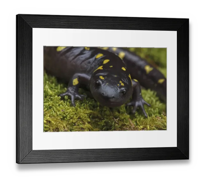Framed Print : Spotted salamander (Ambystoma maculatum) New York, USA