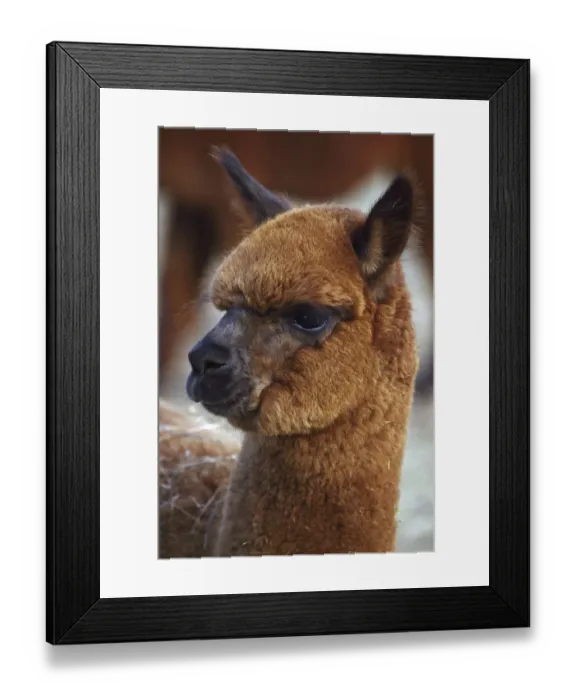 Framed Print : Alpaca (Lama pacos) portrait, New York, USA Framed Print : Alpaca (Lama pacos) portrait, New York, USA