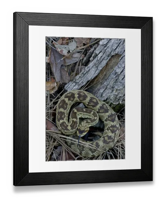 Framed Print : Black-tailed rattlesnake (Crotalus molossus), Chiricahua Mountains, Arizona, USA. August Framed Print : Black-tailed rattlesnake (Crotalus molossus), Chiricahua Mountains, Arizona, USA. August