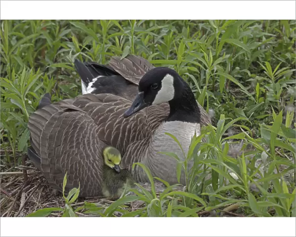 Canada Goose (Branta canadensis) on nest with goslings, New York, USA