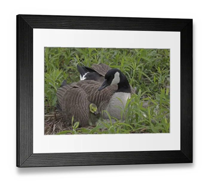 Framed Print : Canada Goose (Branta canadensis) on nest with goslings, New York, USA Framed Print : Canada Goose (Branta canadensis) on nest with goslings, New York, USA
