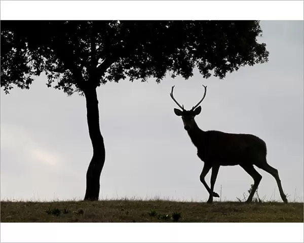 Red deer stag (Cervus elaphus) and a Holm oak tree (Quercus ilex