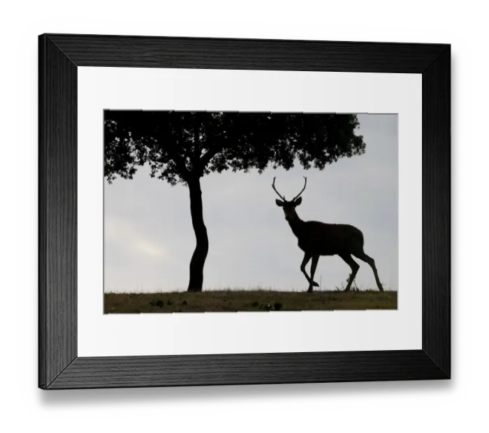 Framed Print : Red deer stag (Cervus elaphus) and a Holm oak tree (Quercus ilex Framed Print : Red deer stag (Cervus elaphus) and a Holm oak tree (Quercus ilex