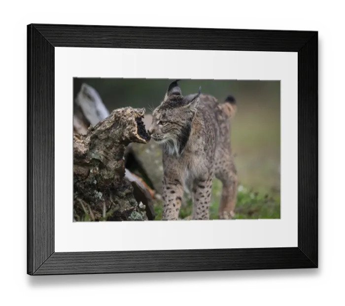 Framed Print : Iberian lynx (Lynx pardinus) sniffing scent on dead branch Framed Print : Iberian lynx (Lynx pardinus) sniffing scent on dead branch