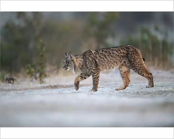 Iberian lynx (Lynx pardinus) walking on frosty grass, Parque Natural Sierra de Andujar