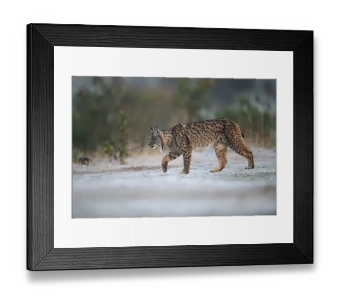 Framed Print : Iberian lynx (Lynx pardinus) walking on frosty grass, Parque Natural Sierra de Andujar Framed Print : Iberian lynx (Lynx pardinus) walking on frosty grass, Parque Natural Sierra de Andujar