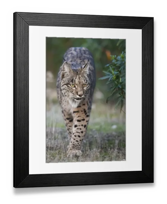 Framed Print : Iberian lynx (Lynx pardinus) walking, Parque Natural Sierra de Andujar, Andalucia, Spain Framed Print : Iberian lynx (Lynx pardinus) walking, Parque Natural Sierra de Andujar, Andalucia, Spain