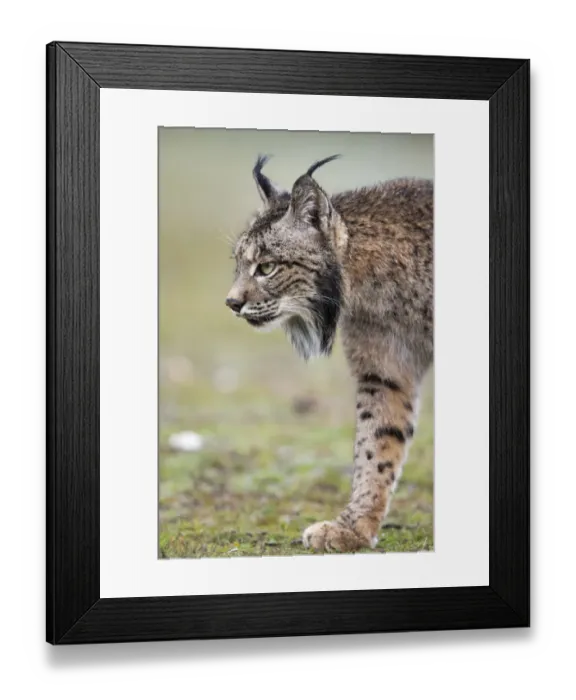Framed Print : RF - Iberian lynx (Lynx pardinus) walking, Parque Natural Sierra de Andujar, Andalucia Framed Print : RF - Iberian lynx (Lynx pardinus) walking, Parque Natural Sierra de Andujar, Andalucia