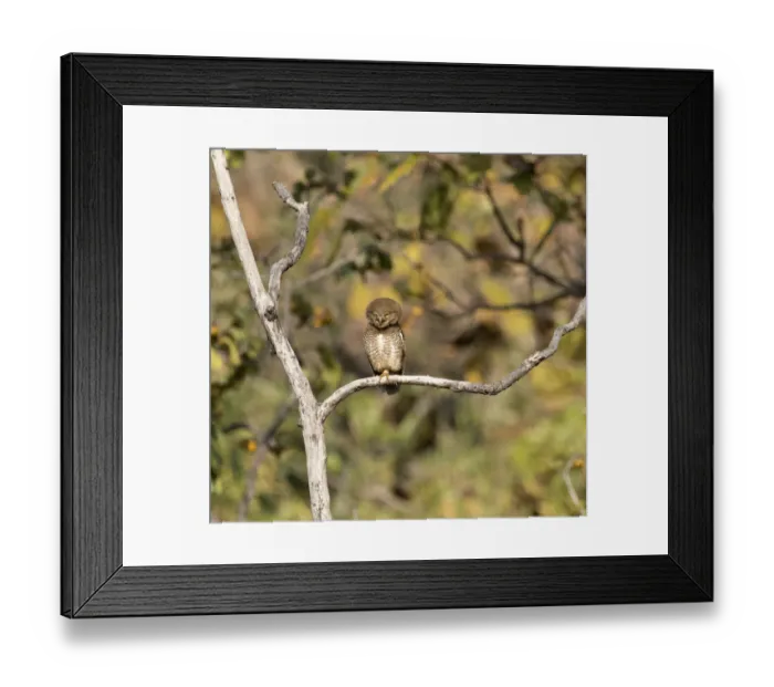 Framed Print : Jungle owlet (Glaucidium radiatum) perched in a tree, Tadoba National Park Framed Print : Jungle owlet (Glaucidium radiatum) perched in a tree, Tadoba National Park
