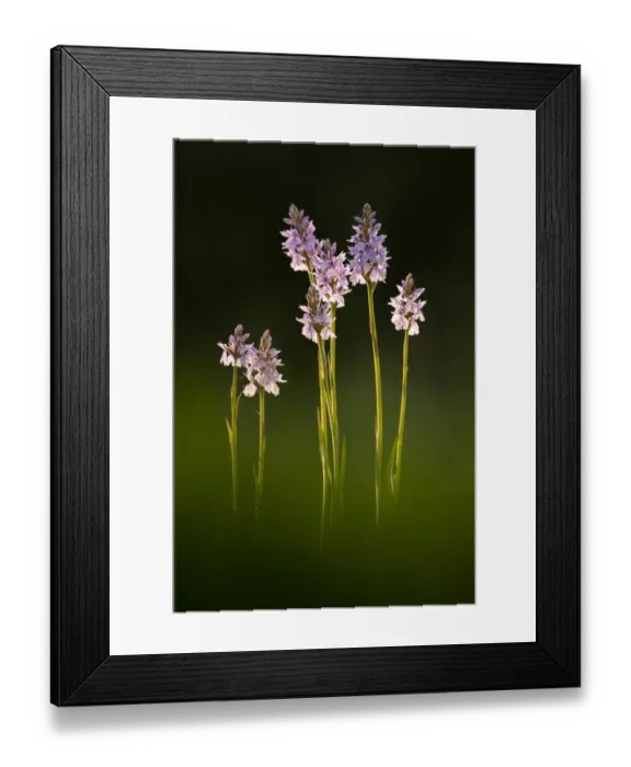 Framed Print : Common spotted orchids (Dactylorhiza fuchsii) in flower, Dunsdon, Devon Wildlife Trust