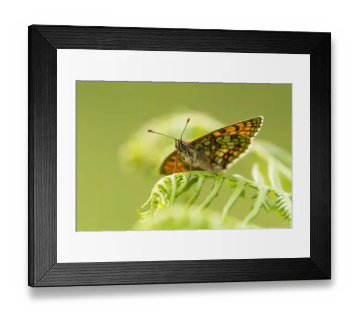 Framed Print : Heath fritillary (Mellicta athalia) butterfly basking on bracken (Pteridium aquilinum) Framed Print : Heath fritillary (Mellicta athalia) butterfly basking on bracken (Pteridium aquilinum)