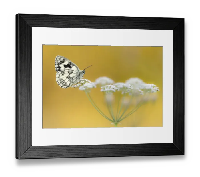 Framed Print : Marbled White butterfly (Melanargia galathea) resting on flower head Framed Print : Marbled White butterfly (Melanargia galathea) resting on flower head