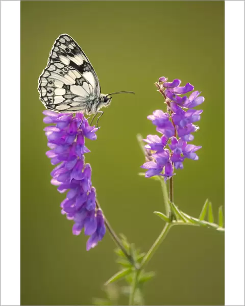 Marbled White butterfly (Melanargia galathea) resting on tufted vetch (Vicia cracca)