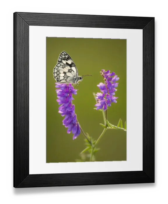 Framed Print : Marbled White butterfly (Melanargia galathea) resting on tufted vetch (Vicia cracca) Framed Print : Marbled White butterfly (Melanargia galathea) resting on tufted vetch (Vicia cracca)
