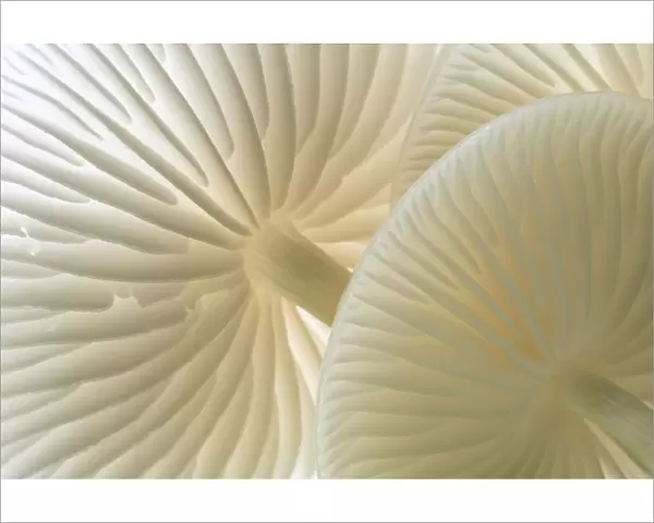 Close-up of backlit Porcelain fungus (Oudemansiella mucida) showing gills, Cornwall, UK