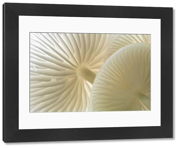 Close-up of backlit Porcelain fungus (Oudemansiella mucida) showing gills, Cornwall, UK