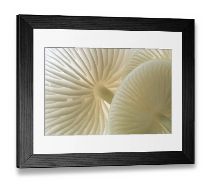 Framed Print : Close-up of backlit Porcelain fungus (Oudemansiella mucida) showing gills, Cornwall, UK Framed Print : Close-up of backlit Porcelain fungus (Oudemansiella mucida) showing gills, Cornwall, UK