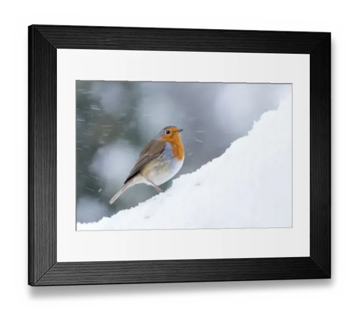 Framed Print : Robin (Erithacus rubecula) in snow, Broxwater, Cornwall, UK. March Framed Print : Robin (Erithacus rubecula) in snow, Broxwater, Cornwall, UK. March