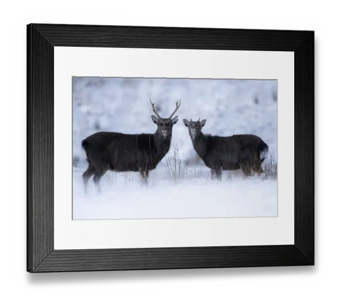 Framed Print : Portrait of two siika deer (Cervus nippon), possibly red deer (Cervus elaphus) hybrids