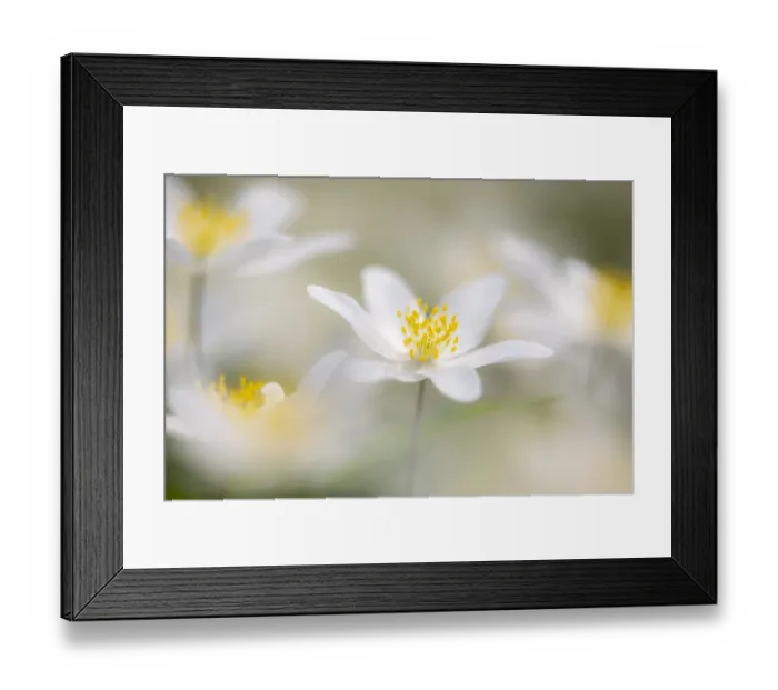 Framed Print : Wood anemone flowers (Anemone nemorosa) RHS Rosemoor, near Great Torrington, Devon, UK Framed Print : Wood anemone flowers (Anemone nemorosa) RHS Rosemoor, near Great Torrington, Devon, UK