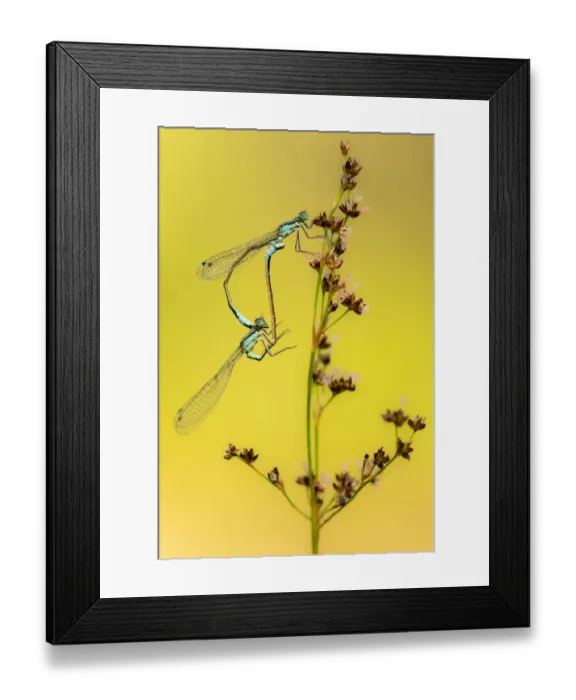 Framed Print : Azure / common coenagrion damselflies (Coenagrion puella) pair mating, Meeth Quarry Framed Print : Azure / common coenagrion damselflies (Coenagrion puella) pair mating, Meeth Quarry