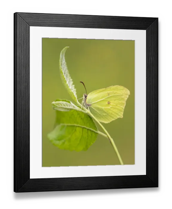 Framed Print : Brimstone butterfly (Gonepteryx rhamni) resting among foliage, Meeth Quarry, Devon, UK Framed Print : Brimstone butterfly (Gonepteryx rhamni) resting among foliage, Meeth Quarry, Devon, UK