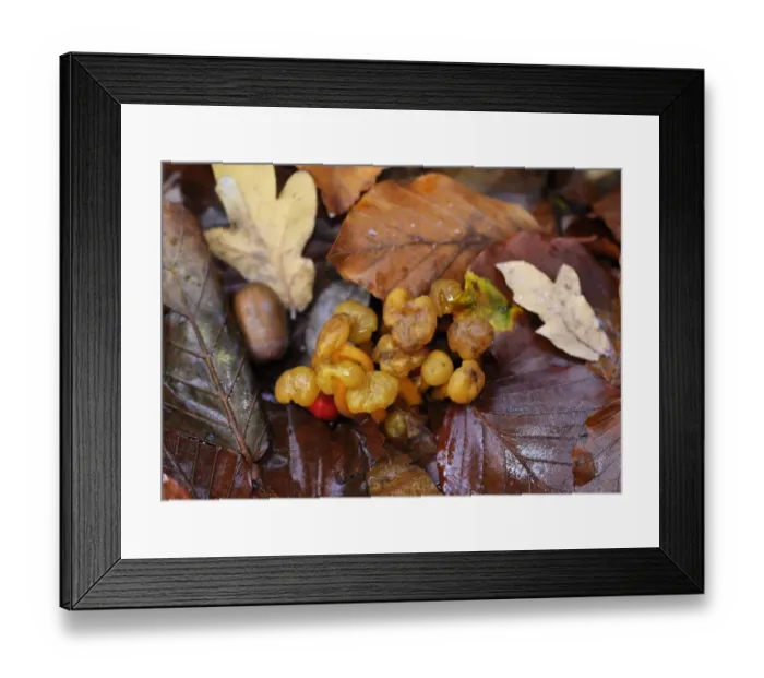 Framed Print : Jelly babies fungus (Leotia lubrica), Penn Wood, Buckinghamshire, England, November Framed Print : Jelly babies fungus (Leotia lubrica), Penn Wood, Buckinghamshire, England, November