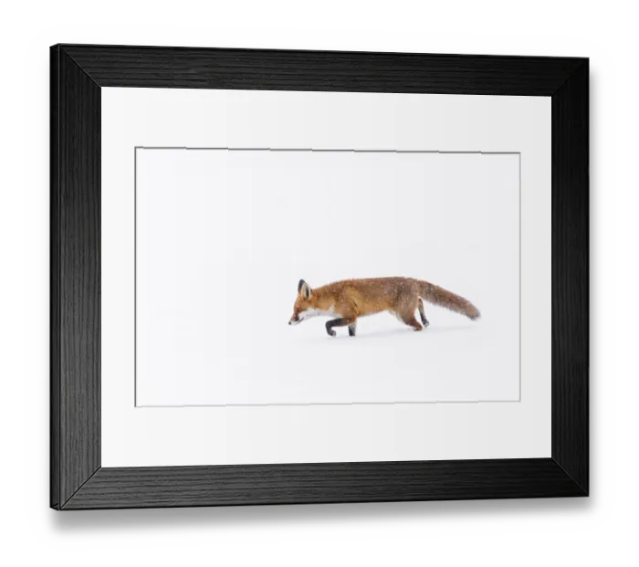 Framed Print : Fox (Vulpes vulpes) in snow, Londong, England, UK, January Framed Print : Fox (Vulpes vulpes) in snow, Londong, England, UK, January