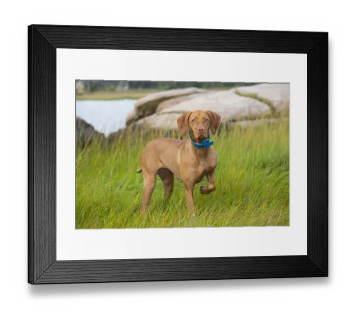 Framed Print : Hungarian vizsla standing in long grass one leg raised, Connecticut, USA. October Framed Print : Hungarian vizsla standing in long grass one leg raised, Connecticut, USA. October