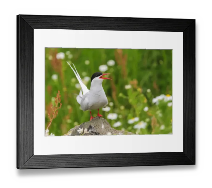 Framed Print : Arctic tern (Sterna paradisaea) adult calling from rock in breeding colony Framed Print : Arctic tern (Sterna paradisaea) adult calling from rock in breeding colony