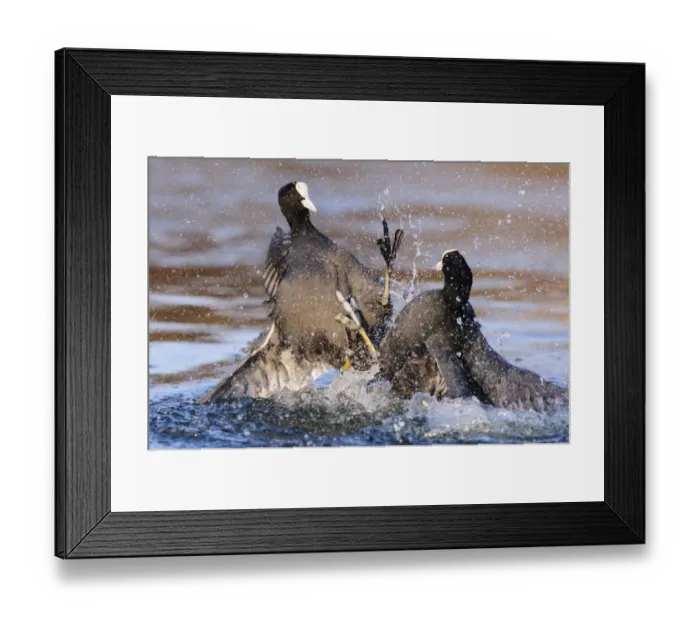 Framed Print : Eurasian coot (Fulica atra) males fighting over territory. London, England, UK. December Framed Print : Eurasian coot (Fulica atra) males fighting over territory. London, England, UK. December