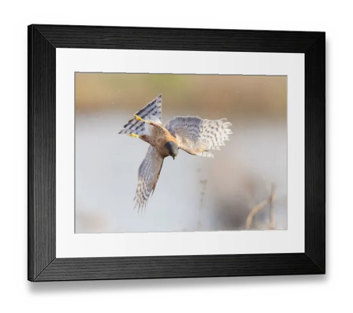 Framed Print : Eurasian sparrowhawk (Accipiter nisus), hunting snipe over marshland. London, England, UK Framed Print : Eurasian sparrowhawk (Accipiter nisus), hunting snipe over marshland. London, England, UK