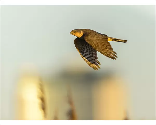 Eurasian sparrowhawk (Accipiter nisus), in flight over marshland