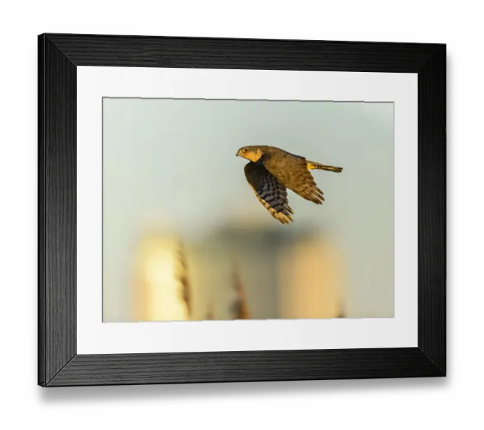 Framed Print : Eurasian sparrowhawk (Accipiter nisus), in flight over marshland Framed Print : Eurasian sparrowhawk (Accipiter nisus), in flight over marshland