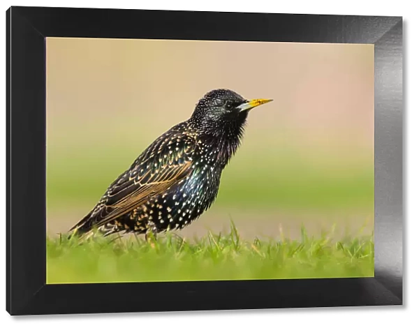 European starling (Sturnus vulgaris) singing perched on the grass