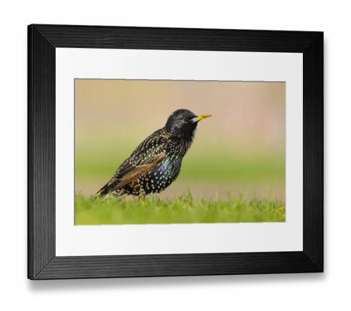 Framed Print : European starling (Sturnus vulgaris) singing perched on the grass Framed Print : European starling (Sturnus vulgaris) singing perched on the grass