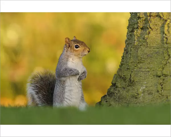 Grey squirrel (Sciurus carolinensis) stood upright on short grass. London, England, UK