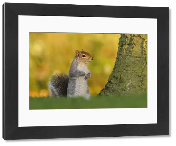 Grey squirrel (Sciurus carolinensis) stood upright on short grass. London, England, UK