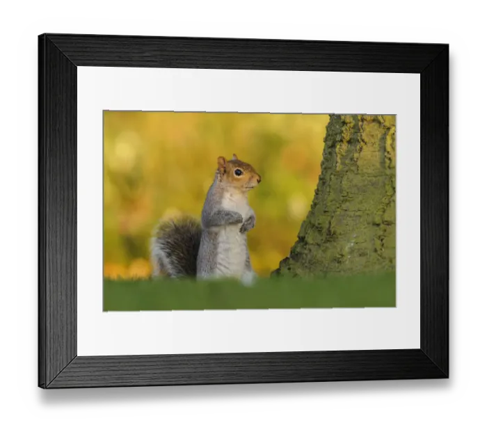 Framed Print : Grey squirrel (Sciurus carolinensis) stood upright on short grass. London, England, UK Framed Print : Grey squirrel (Sciurus carolinensis) stood upright on short grass. London, England, UK