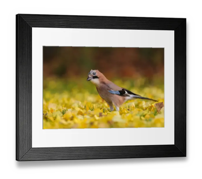 Framed Print : Eurasian jay (Garrulus glandarius) foraging in autumn leaves. London, England, UK Framed Print : Eurasian jay (Garrulus glandarius) foraging in autumn leaves. London, England, UK