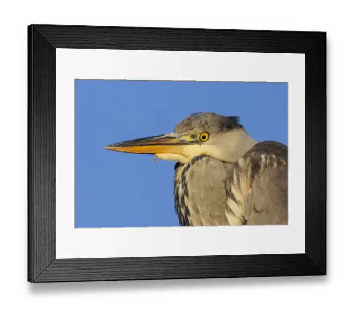 Framed Print : Grey heron (Ardea cinerea) immature portrait. London, England, UK, December Framed Print : Grey heron (Ardea cinerea) immature portrait. London, England, UK, December