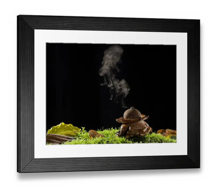Framed Print : Collared earthstar (Geastrum triplex) releasing spores, Hampshire, England, UK, November Framed Print : Collared earthstar (Geastrum triplex) releasing spores, Hampshire, England, UK, November