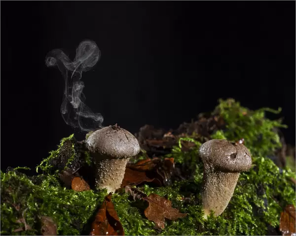 Stump puffball (Lycoperdon pyriforme) releasing spores, Ringwood, Hampshire, England, UK