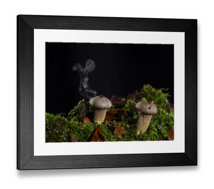 Framed Print : Stump puffball (Lycoperdon pyriforme) releasing spores, Ringwood, Hampshire, England, UK Framed Print : Stump puffball (Lycoperdon pyriforme) releasing spores, Ringwood, Hampshire, England, UK