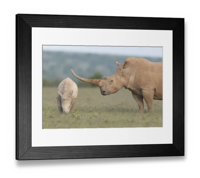 Framed Print : White rhinoceros (Ceratotherium simum) with unusually shaped horn, Solio Game Reserve Framed Print : White rhinoceros (Ceratotherium simum) with unusually shaped horn, Solio Game Reserve
