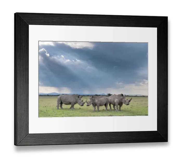 Framed Print : Three White rhinoceroses (Ceratotherium simum), Solio Game Reserve, Laikipia, Kenya Framed Print : Three White rhinoceroses (Ceratotherium simum), Solio Game Reserve, Laikipia, Kenya