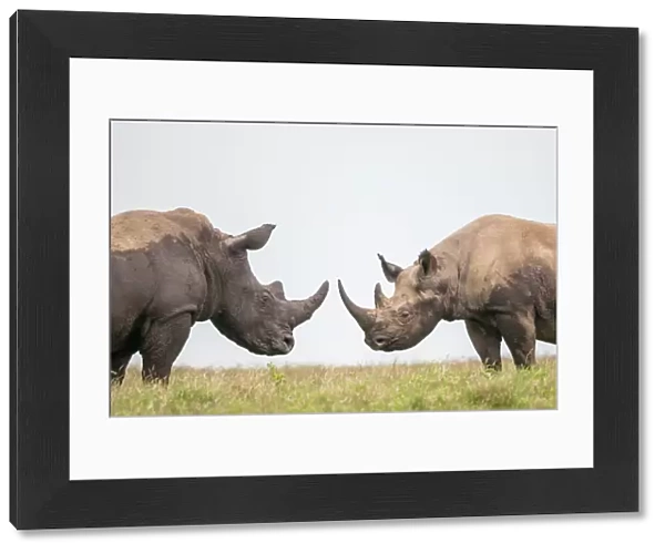 Black rhino (Diceros bicornis) and White Rhino (Ceratotherium simum) bulls facing off