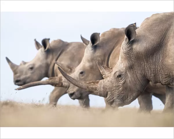 Three White rhinoceroses (Ceratotherium simum) walking together, Solio Game Reserve