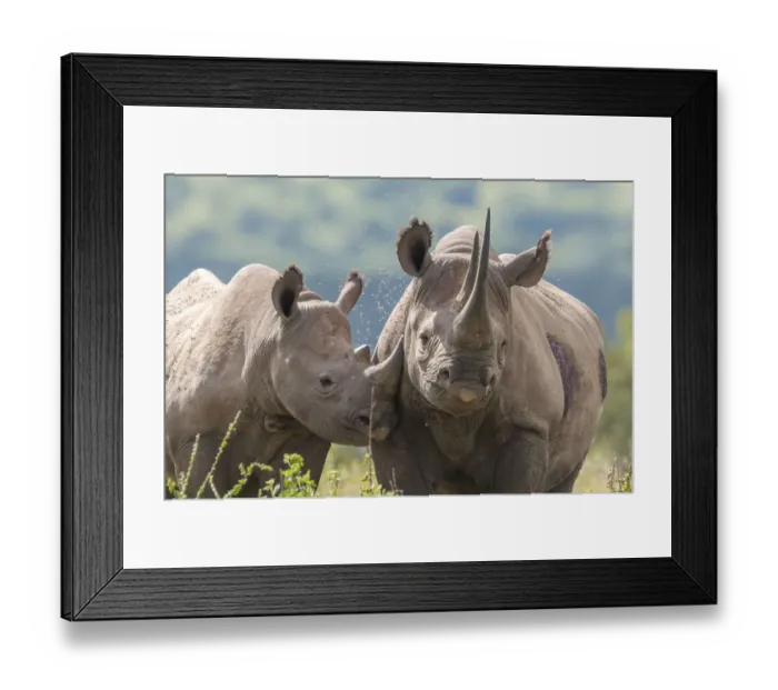 Framed Print : Black rhino (Diceros bicornis) mother and calf, Solio Game Reserve, Laikipia, Kenya Framed Print : Black rhino (Diceros bicornis) mother and calf, Solio Game Reserve, Laikipia, Kenya