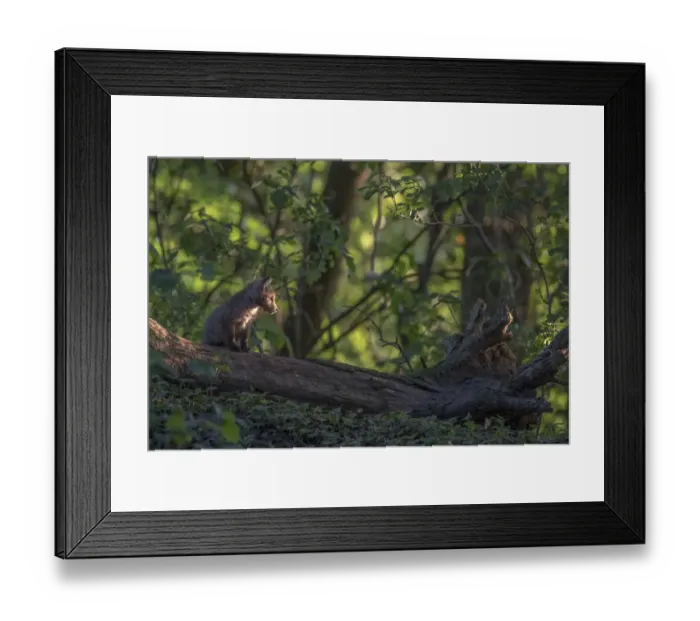 Framed Print : Red fox (Vulpes vulpes) cub exploring on fallen tree in woodland, Switzerland Framed Print : Red fox (Vulpes vulpes) cub exploring on fallen tree in woodland, Switzerland